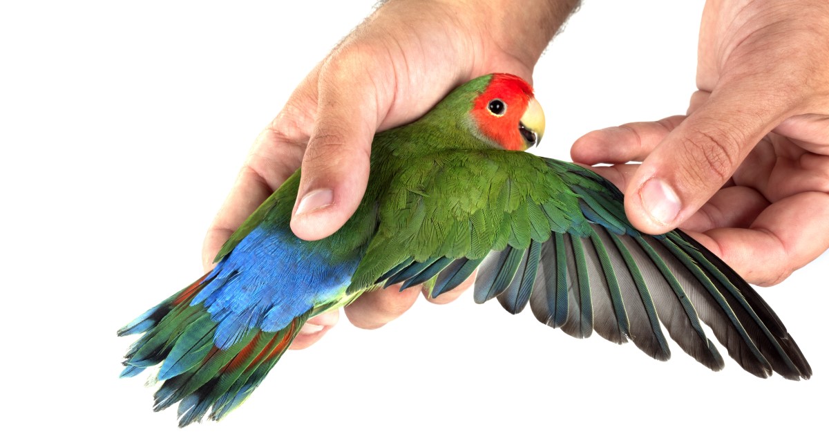 Pros and Cons of Clipping Your Bird’s Wings